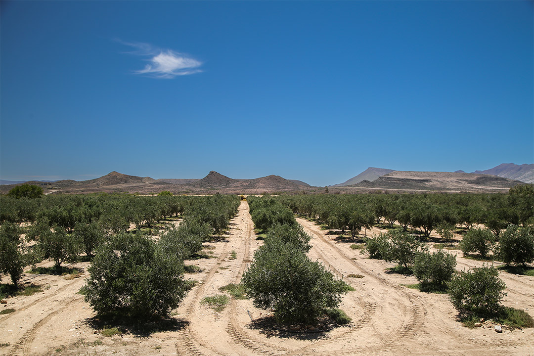 Prince Albert Olives Olive oil-2 Prince Albert Olives Olive Grove