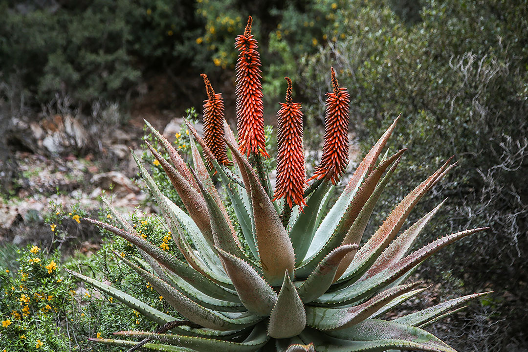 Mother-Nature-Aloe-2 Aloes in Swartberg Pass