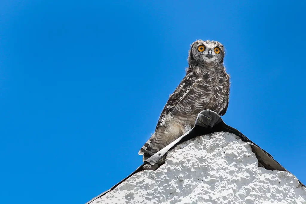 Dennehof Karoo Guesthouse Resident Owl