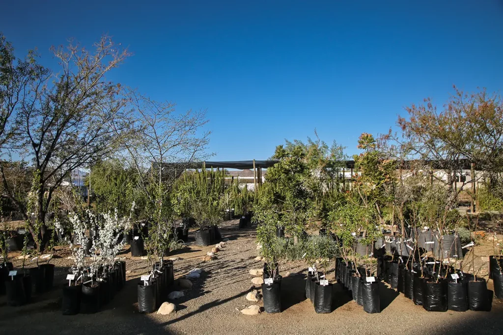 Renu Karoo nursery-2