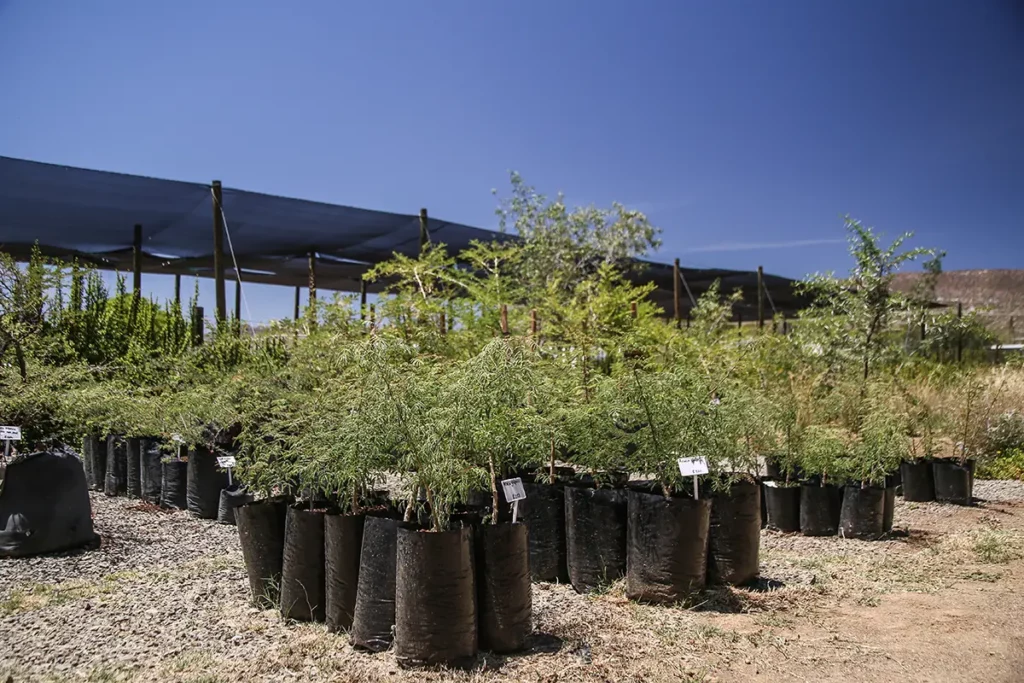 Renu Karoo nursery-3